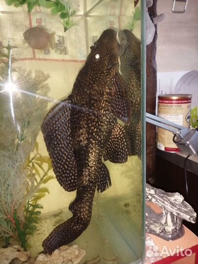 Сом чистильщик парчовый птеригоплихт 36-40 см