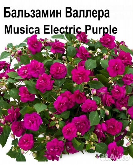 Бальзамин, каллизия, традесканция