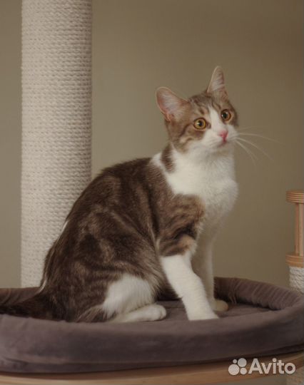 Отдается кошка