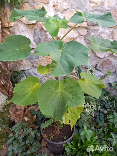 Павлония саженцы