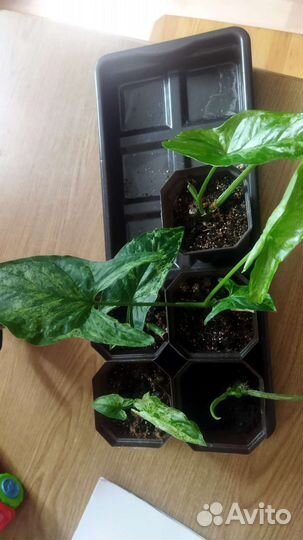 Сингониум моттлед