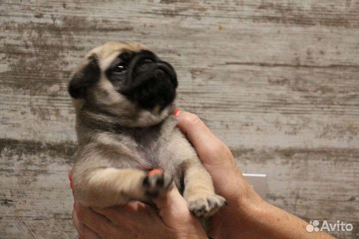 Щенки мопса