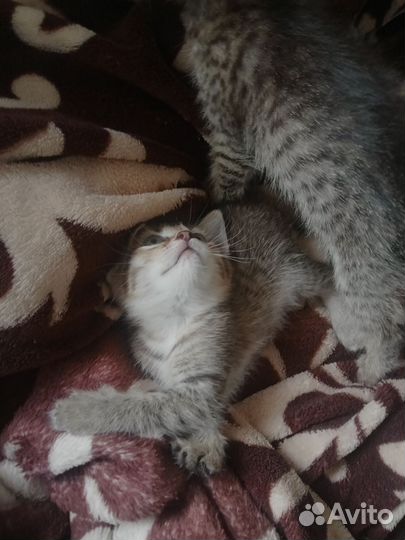 В добрые руки котенок