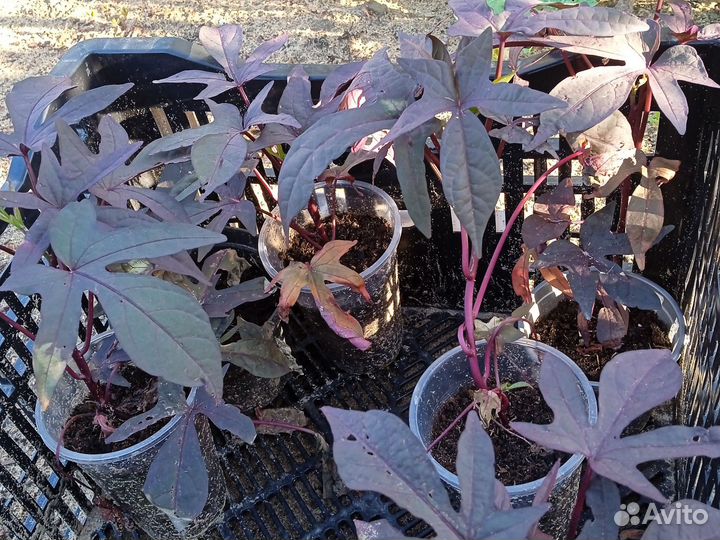 Ипомея батат