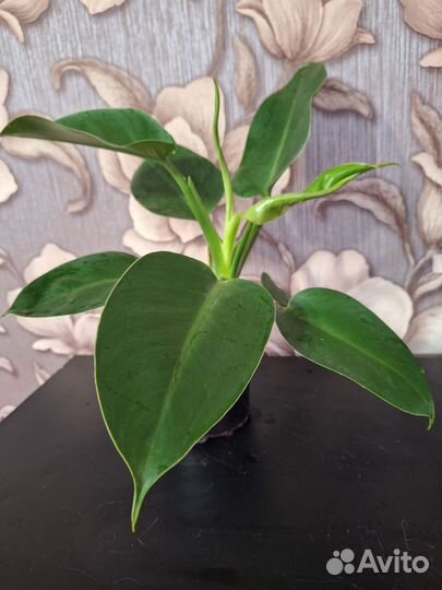 Филодендрон Империал грин