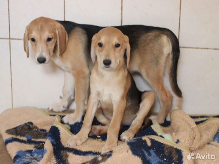 Щенки метисы русской гончей