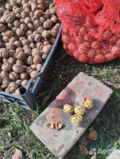 Грецкий орех в скорлупе 2024 года