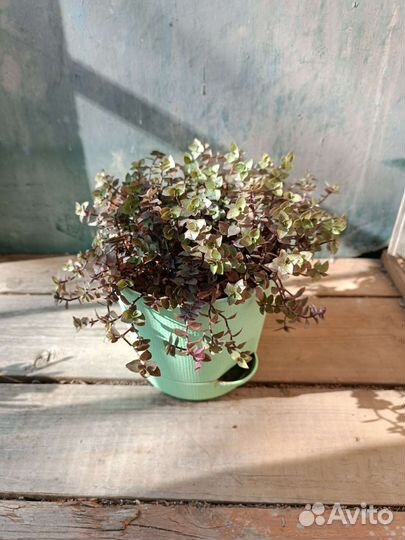 Черенки укорененные, комнатные растения