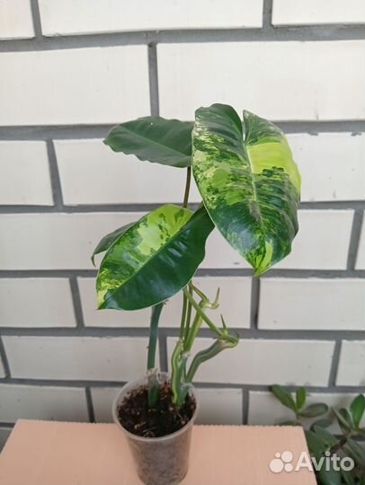 Филодендроны