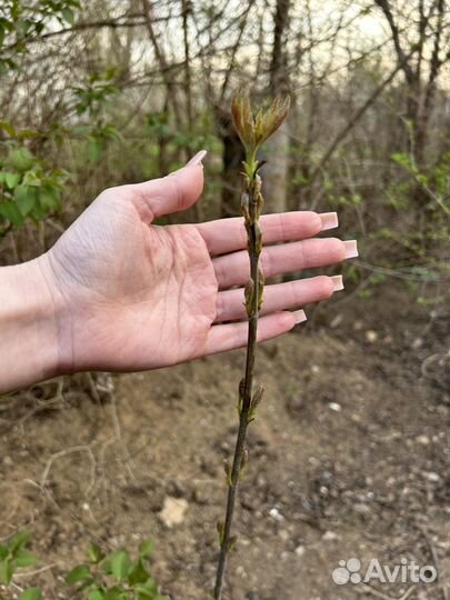 Саженцы клена