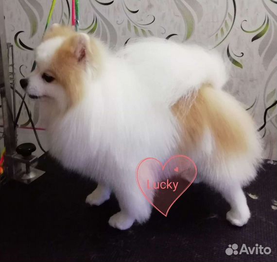 Груминг обучение