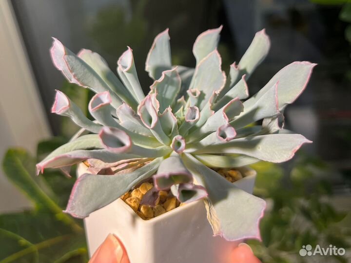 Эхеверия трампет пинки