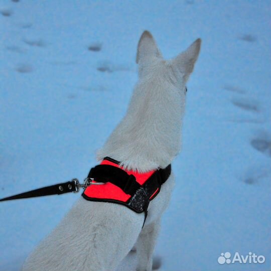 Шлейка для собаки анатомическая