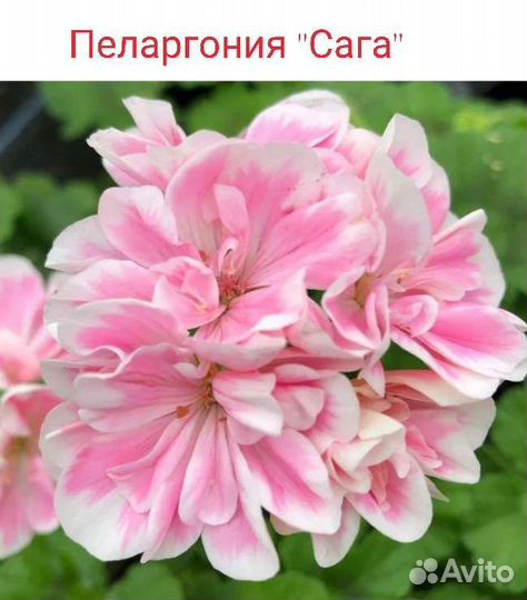 Пеларгония герань