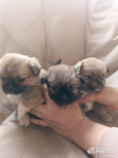 Щенки пекинеса