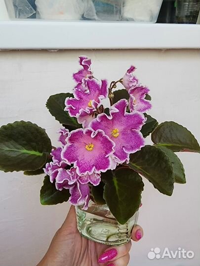 Фиалки цветущие