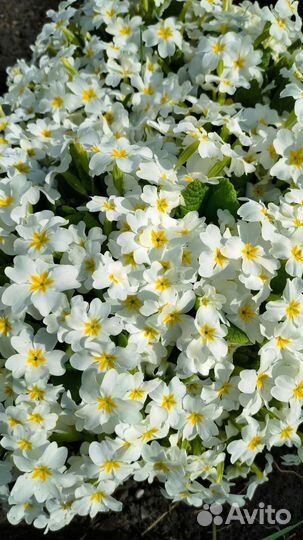 Примула белая