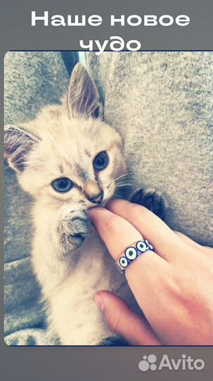 Кошечка в добрые руки
