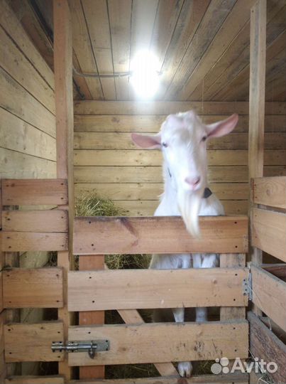 Козочка зааненская