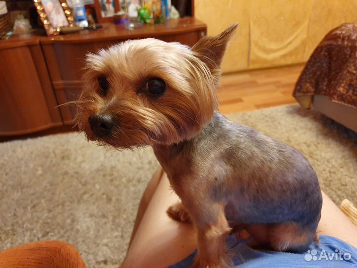 Передержка и выгул собак(зооняня),зоотакси