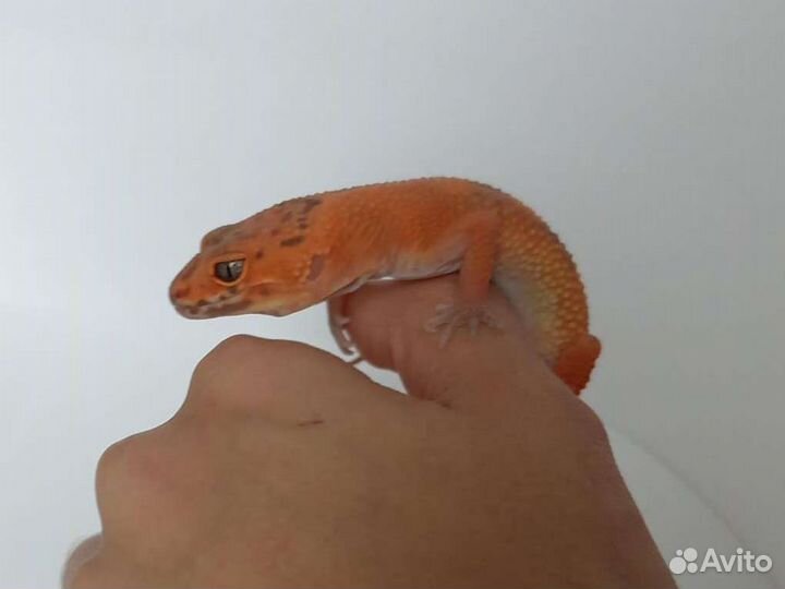 Эублефар (Blood)