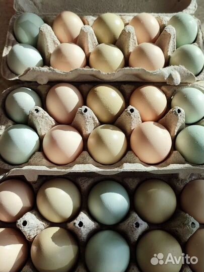 Инкубационное яйцо разных пород кур