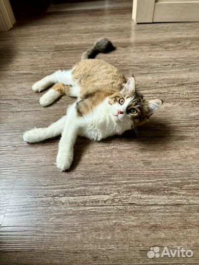 Отдам кошечьку в добрые руки