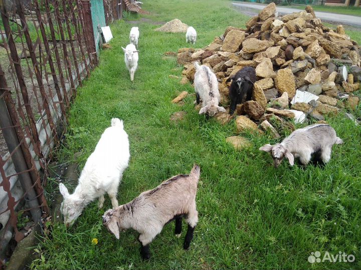 Продаются козлята