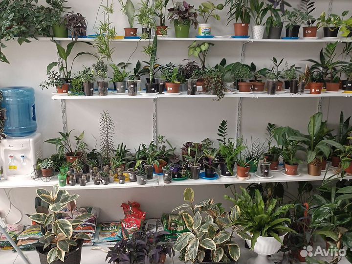 Комнатные растения цветы