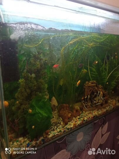 Аквариум с рыбками