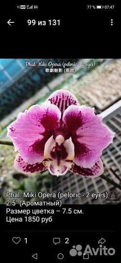 Орхидея мики Опера