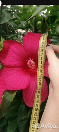 Гортензии,Пассифлора,Канны,Ромашка Гигант