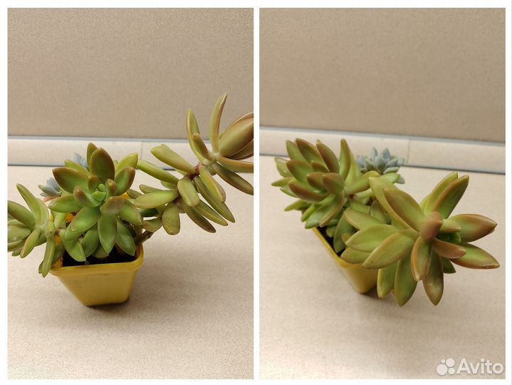 Суккуленты, эхеверия, граптоверия, пахиверия