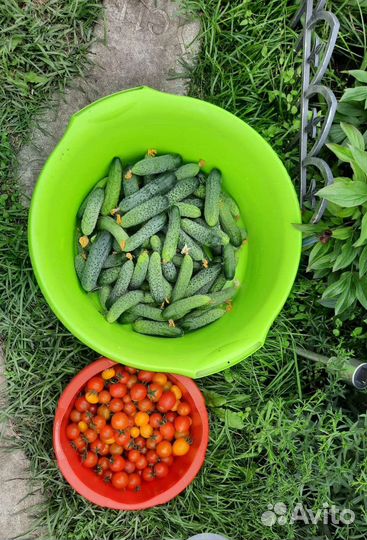 Огурцы домашние. огурцы