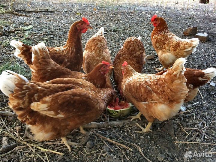 Куры несушки 9 мес