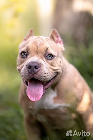 Щенки американского булли