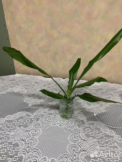 Отросток драцена