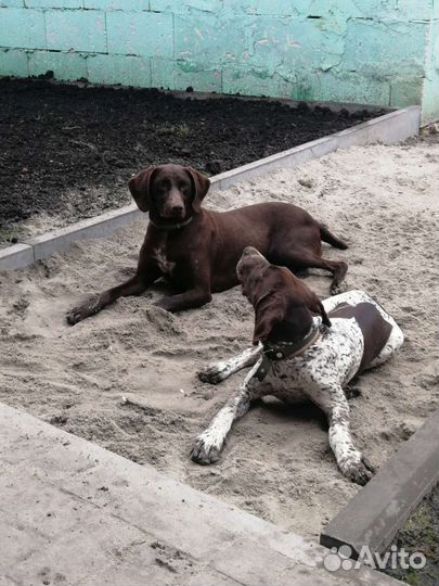 Курцхаар в добрые руки