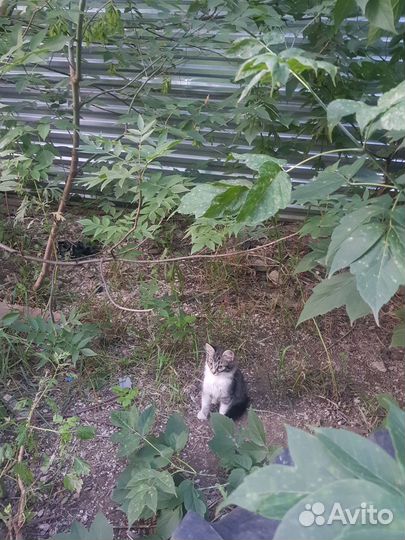 Котёнок ищет заботливых хозяев