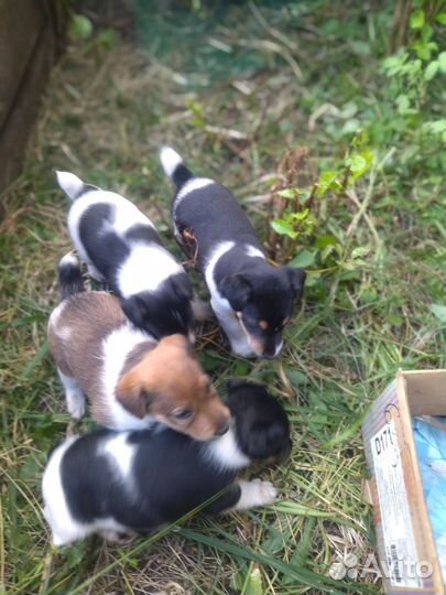 Щенки гладкошерстного фокстерьера