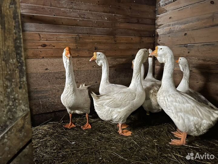 Холмогорские гуси