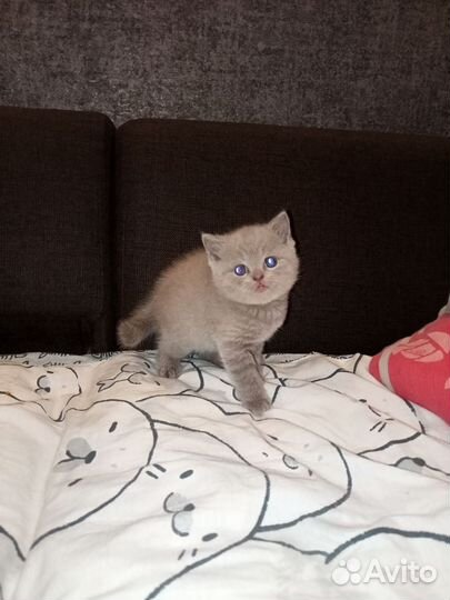 Британские котята