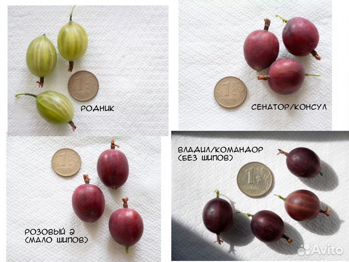 Саженцы крыжовника (11 сортов)