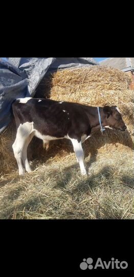 Телята бычки домашнего откорма