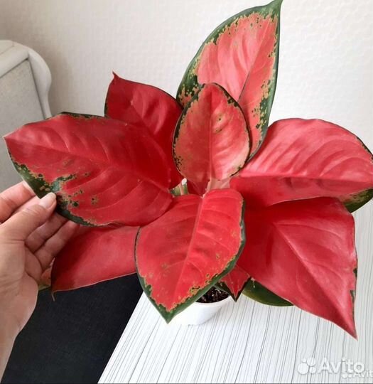 Аглаонема Red Majesty