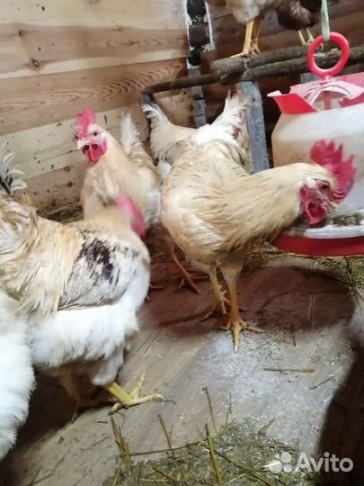 Молодые петухи