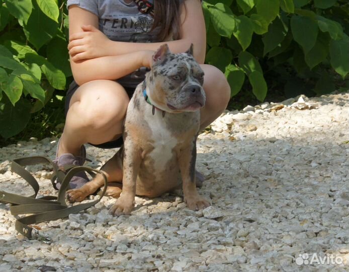 Американский булли покет