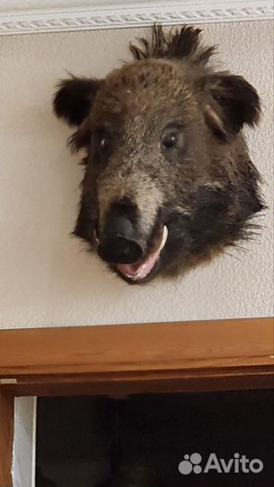 Чучело голова кабана