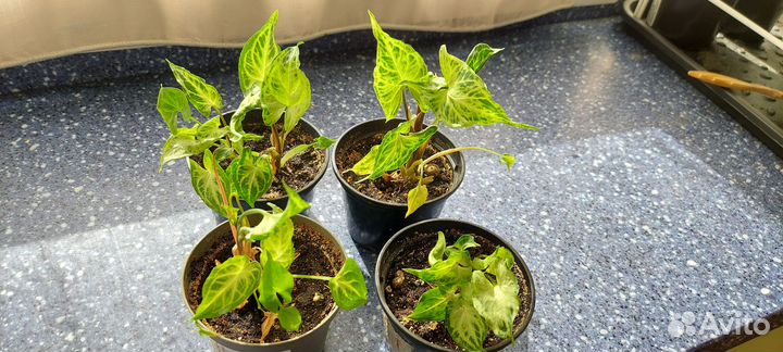 Комнатные декоративно-лиственные растения