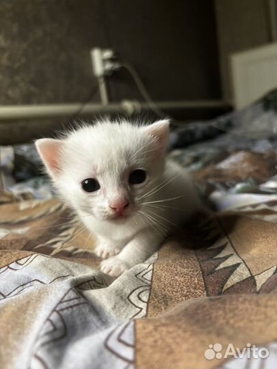 Продам котят